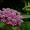 ByFritzflohrreynolds[CCBY-SA3.0]https://commons.wikimedia.org/wiki/File:Asclepias_incarnata...