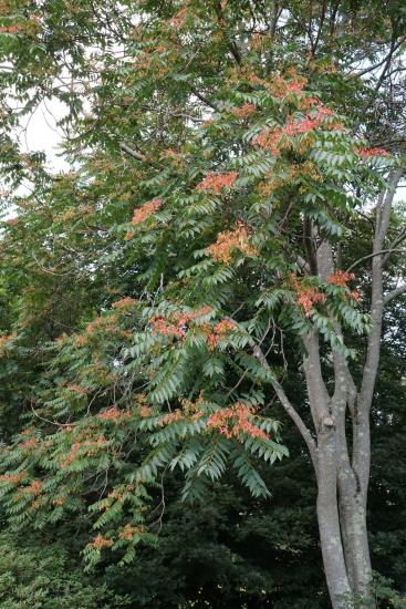 Tree of Heaven in fruit 