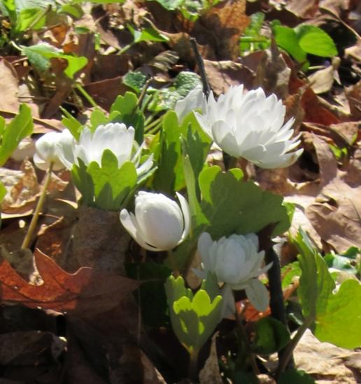 very doubled white bloodroot flowers