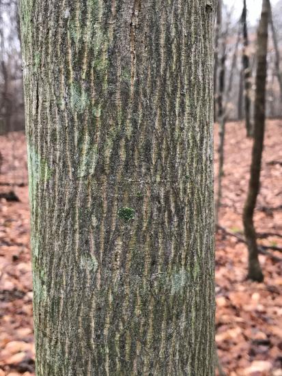 Striped bark of striped maple is green & white when young, but still shows on older trees.