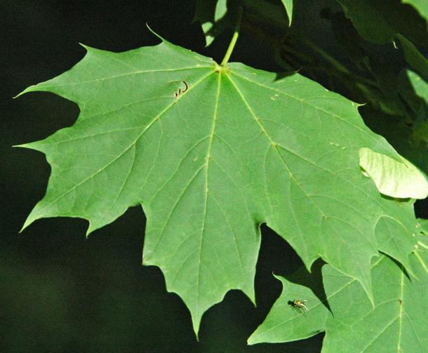 Norway maple leaf