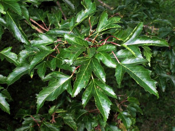 amur maple - distinctive long leaves