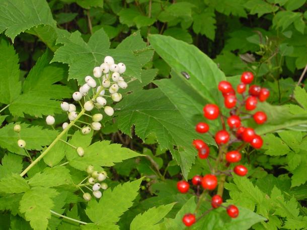 Red baneberry can be white, but the pedicels are too thin to confuse with Doll's eyes, A. pachypoda.