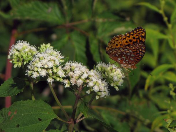 Ageratina altissiuma flower with butterfly