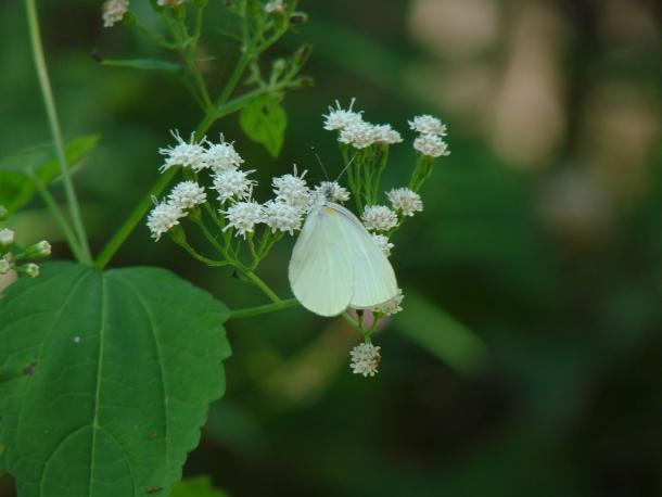 butterfly on white snakeroot flower