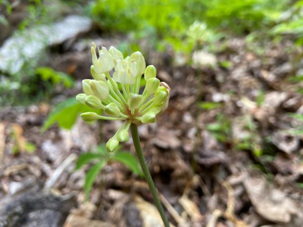 Wild leek flowers after the leaves have died back.