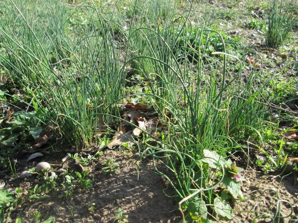 Invasive wild garlic has wiry foliage, often curled