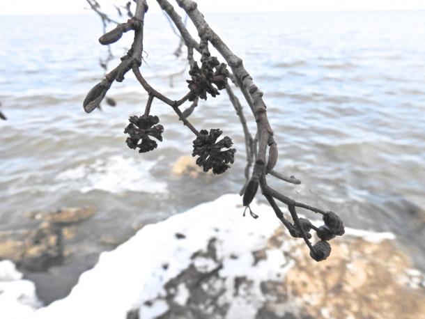 cone like fruit of black alder