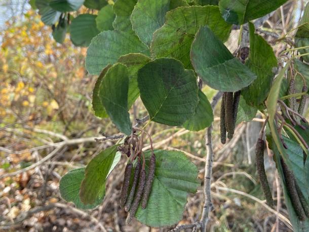 black alder leaves, flower & "cone"