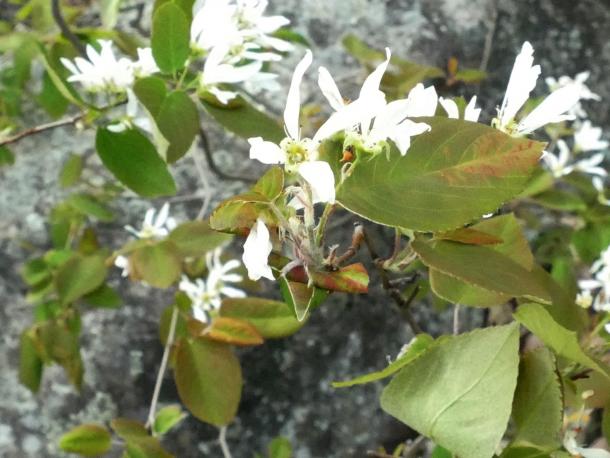 lovely shadbush in flower