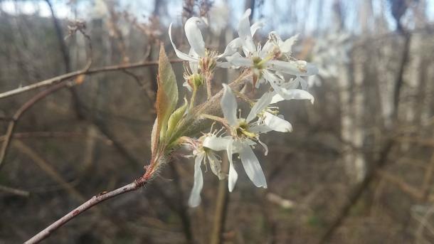 Downy serviceberry lives up to its name. Taken in Chemung Co. NY