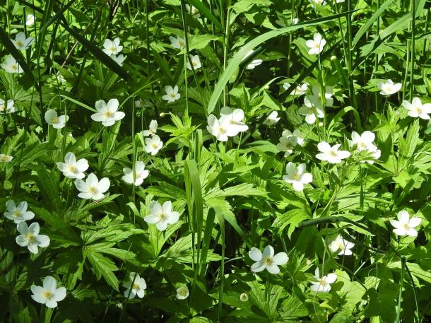 Canada anemone leaves & flowers