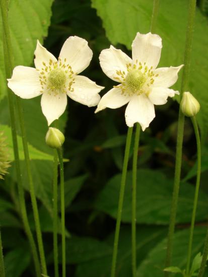 tall anemone