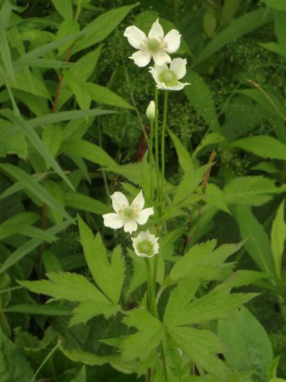 Anemone virginiana can be hard to distinguish from A. cylindrica.