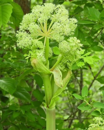 early flower head of Angelica, Monroe Co. NY
