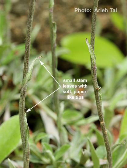 Stem leaves of field pussytoes. Note soft, paper-like tips. (i.e., leaf tips not hard points.) 