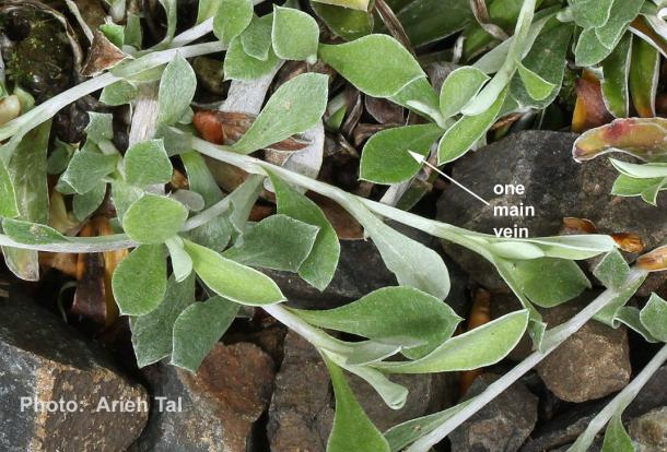 Basal leaves of field pussytoes). Note small leaves with 1 prominent main vein.