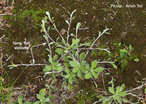 Habit of field pussytoes. Note long, flat stolons produced early in season & small leaves with 1 prominent vein. Upper surface leaf hairs may fall off by late season. 