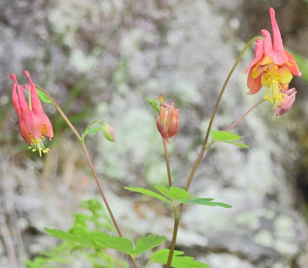 columbine flower showing yellow front