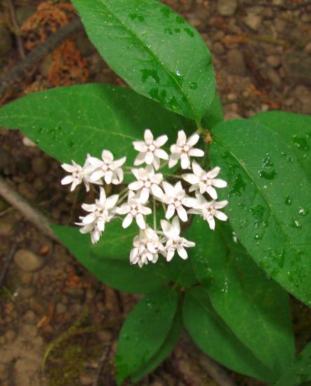 flowers of four-leaved milkweed, Henrietta NY
