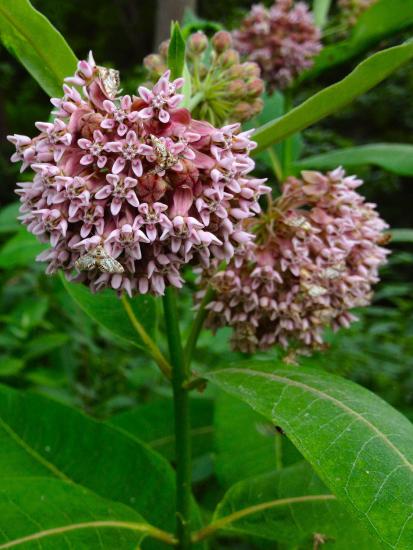 Common milkweed flowers range from white & pink to mostly pink.