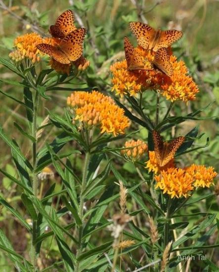 Fritillaries on Butterfly weed - Asclepias tuberosa