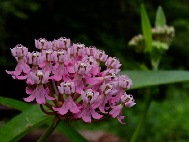 Swamp milkweed, striking color and less aggressive than common milkweed.