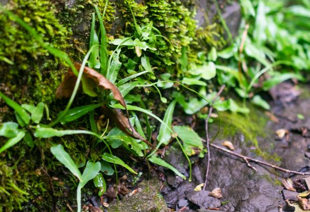 Walking fern can form colonies on moist rocks.