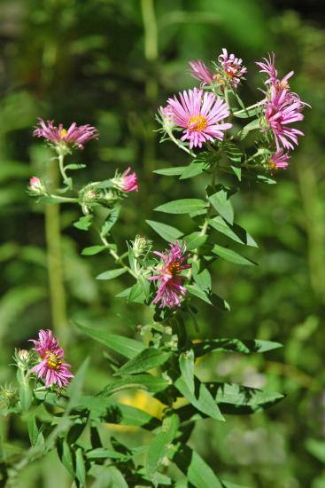 pink New England aster