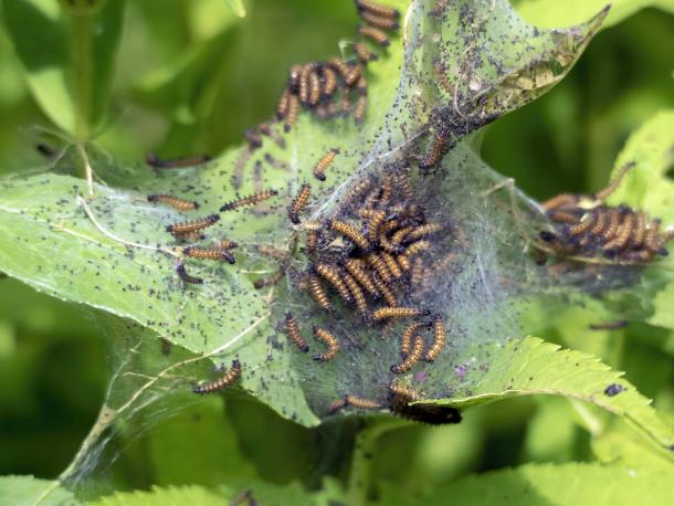 baltimore checkerspot caterpillars in 1st year web