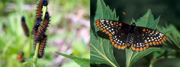 baltimore checkerspot 2nd yr larvae and adult