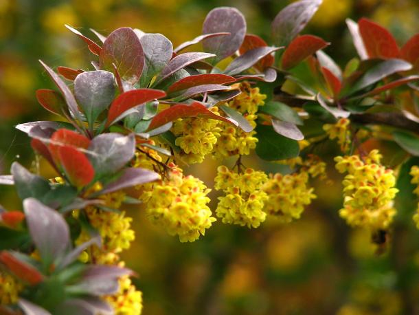 Japanese barberry in bloom