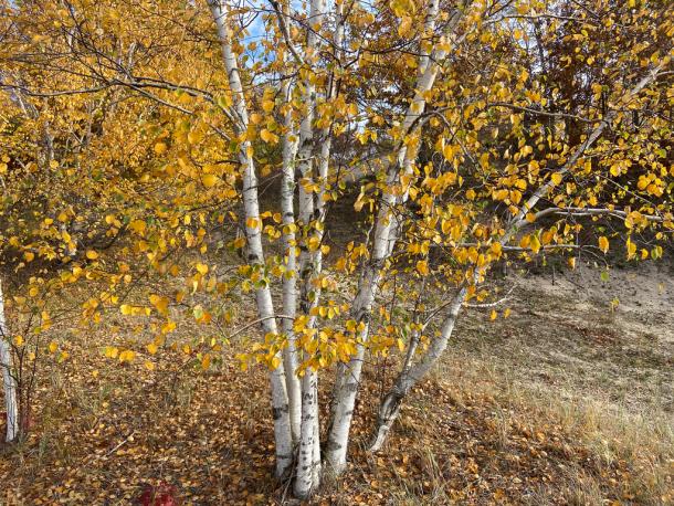 Paper birch in fall, upstate NY.