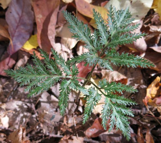 Botrychium dissectum