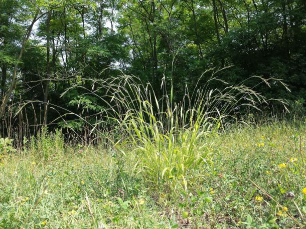 slender brome grass in native habitat