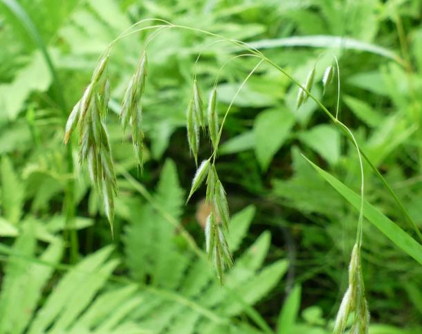 fringed brome grass, St. Lawrence Co. NY