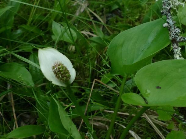 Wild calla lily, a wetland plant, taken in St. Lawrence Co. NY