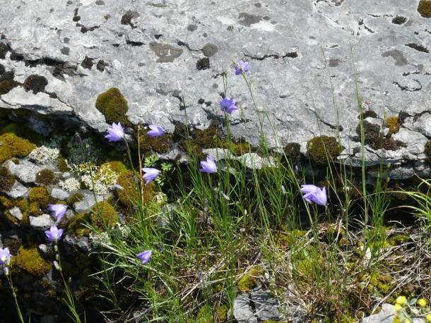 Harebells are often found on rock ledges and gorge walls (Jefferson Co., NY)