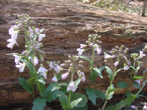 Purple cress, aka Limestone bittercress, from Geneseo NY