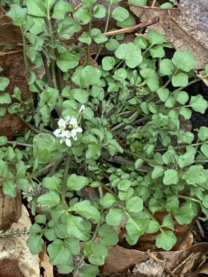 Spring cress, a very common garden weed with spring loaded seeds.