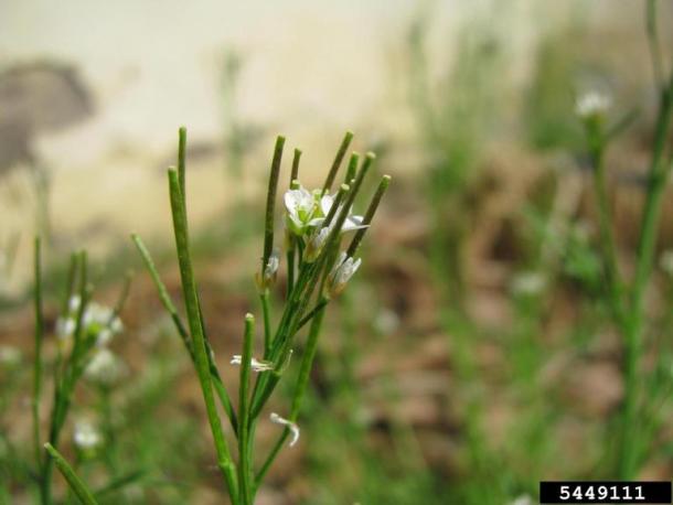 flower and siliques of hairy bittercress