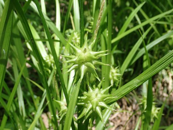 Gray's sedge has distinctive seed pods.