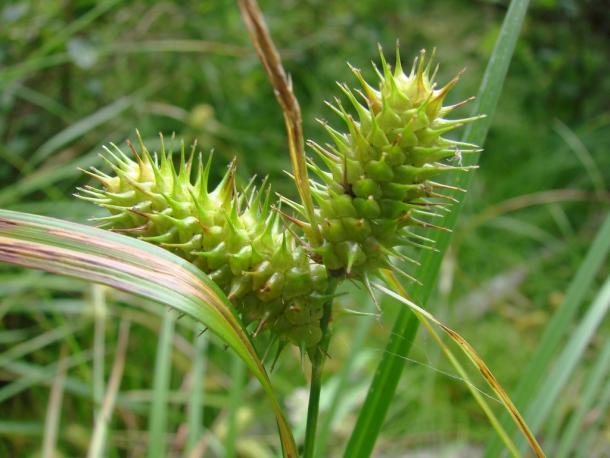 Carex lurida fruit.