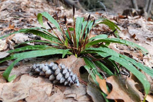 Notice the seersucker leaves and the emerging flower stalks.