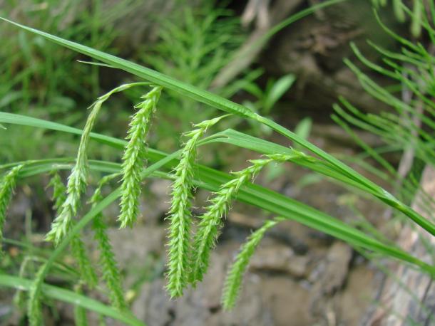 drooping sedge fruit