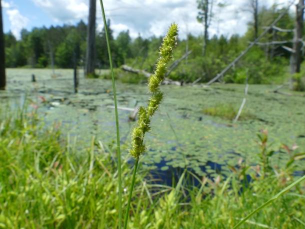 Brown fox sedge in a typical wet habitat