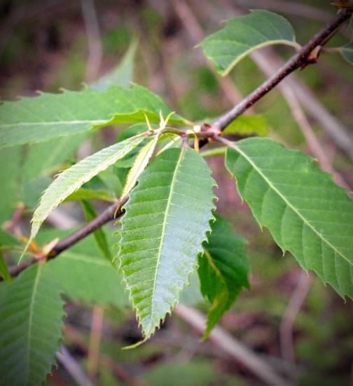 leaves of sapling American chestnut