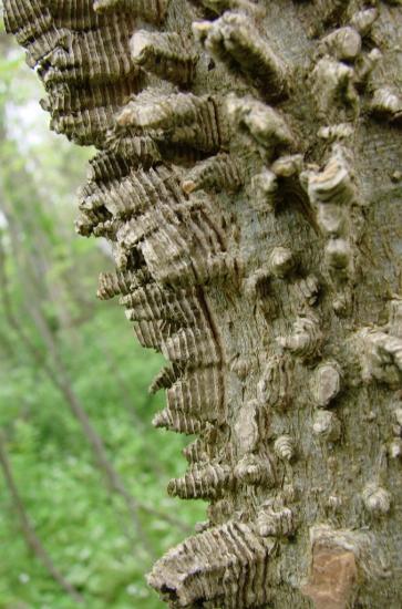 close up of hackberry bark