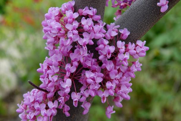 closeup of redbud flower growing out of tree trunk