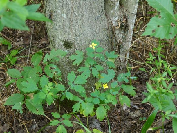 Weedy greater celandine has smaller flowers than native wood poppy, Stylophorum diphyllum